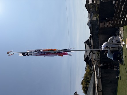 koinobori006